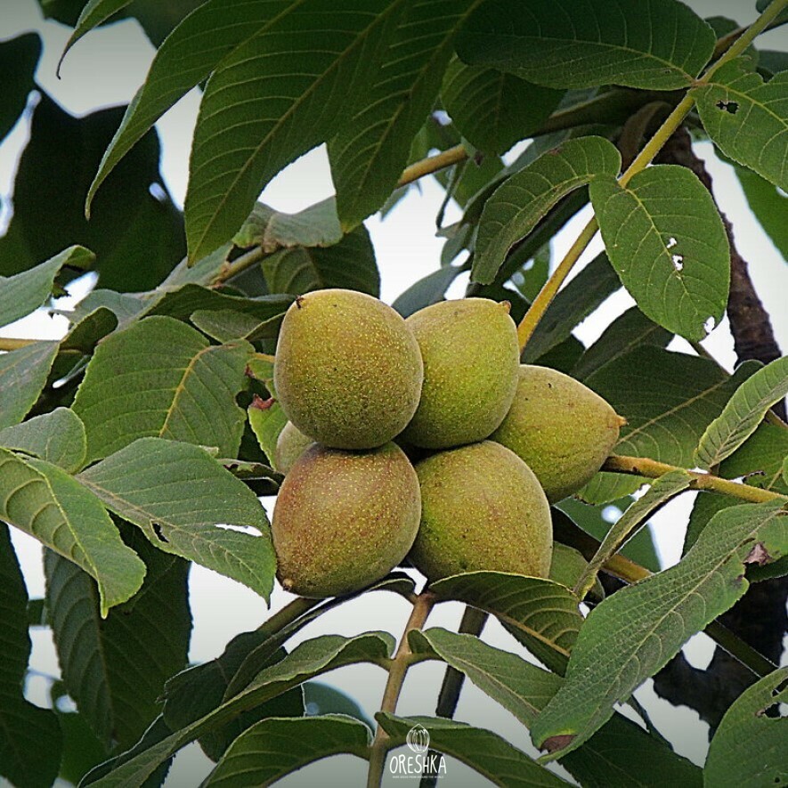 Маньчжурский орех фото. Орех маньчжурский (Juglans mandshurica). Маньчжурский орех плоды. Маньчжурский орех съедобный. Семена маньчжурского ореха.