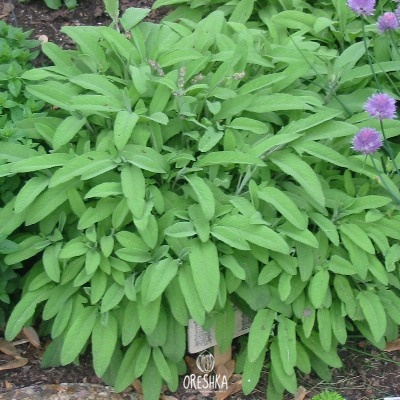 Culinary Herb Seeds — Oreshka Seeds