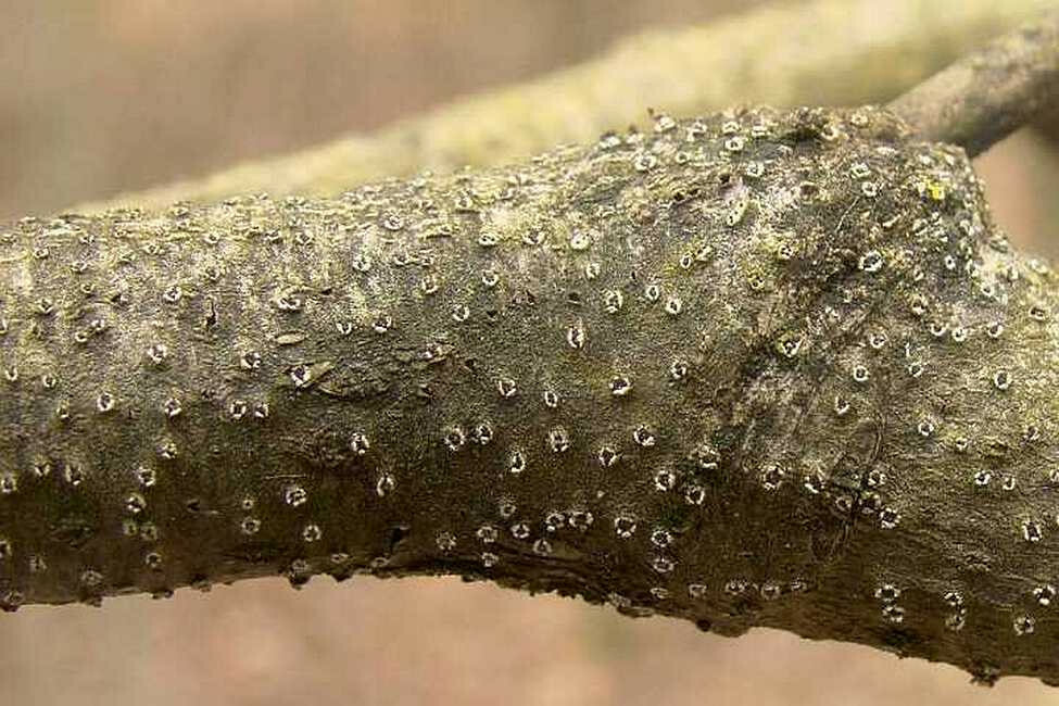 Белые точки на стволе. Цитоспороз плодовых деревьев. Цитоспороз на стволе яблони