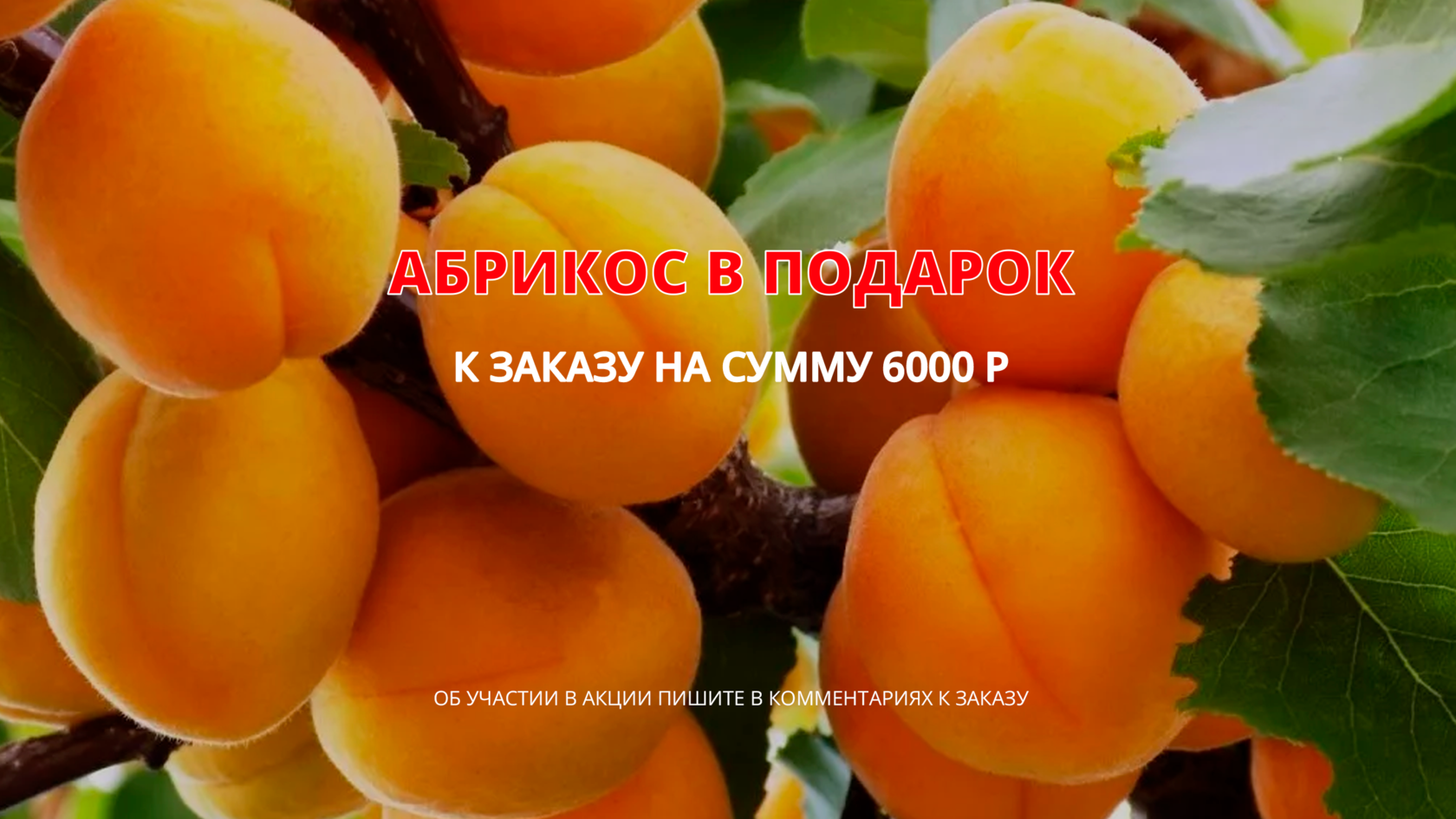 Стикеры абрикос телеграм. Абрикос лель дерево. Абрикос обыкновенный плодовые деревья. Абрикос мелитопольский ранний. Абрикос обыкновенный орловчанин.