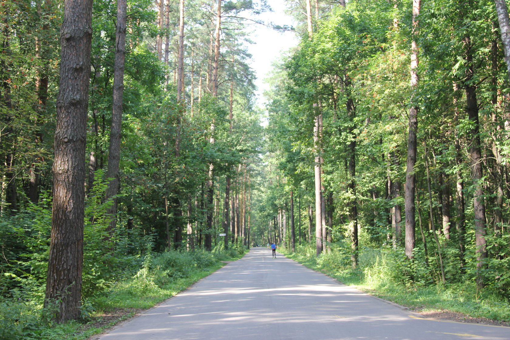 Лыжероллерные трассы для начинающих лыжников