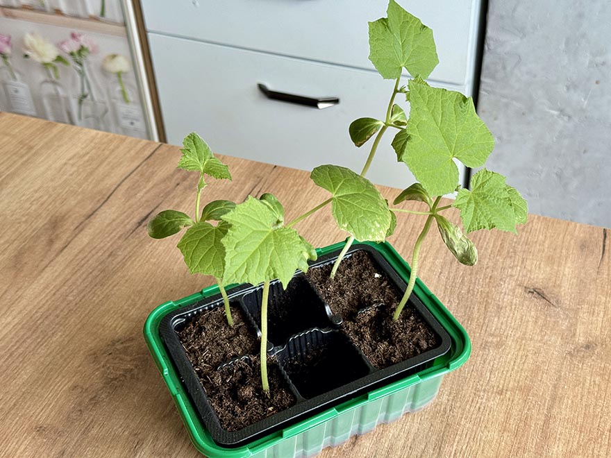 Cucumber seedlings growing in biodegradable pots on a wooden surface, illustrating indoor seed starting techniques for gardening.