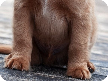 скидка на стрижку щенков до 7 месяцев в студии груминга My Dog Studio