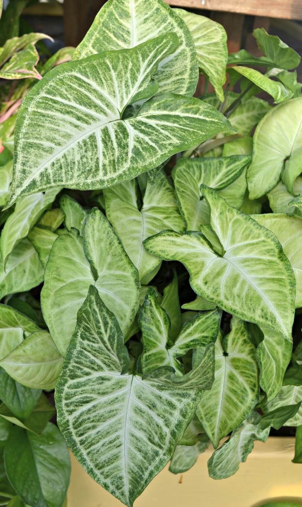 Green indoor plant in pot