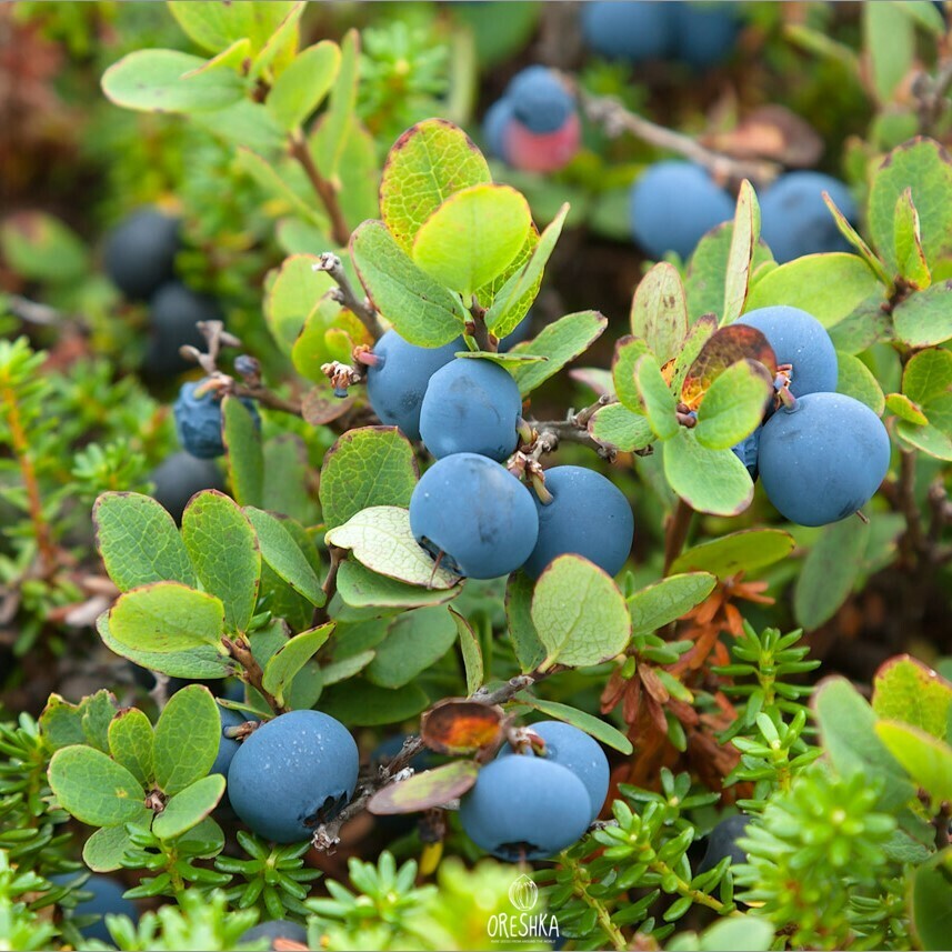Seeds of Bog whortleberry (Vaccinium uliginosum) — 15 pcs