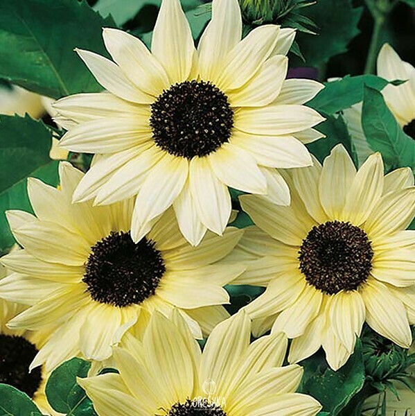 Helianthus annuus Ice Cream variety seeds