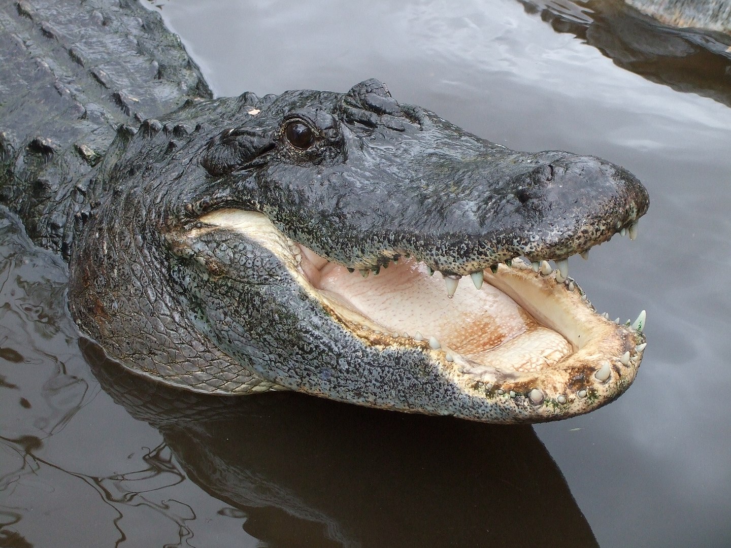 Крокодиловы слезы – значение фразеологизма