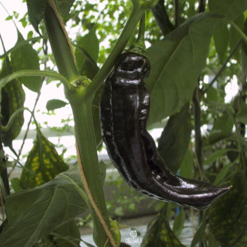 Seeds of Hot pepper CGN 23209 (Capsicum) — 5 pcs