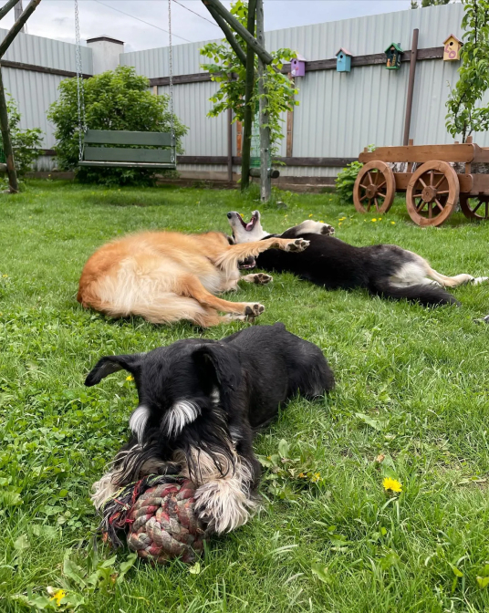 Зоогостиница