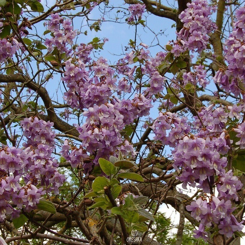 Paulownia Shan Tong fresh seeds, Hybrid Paulownia | Oreshka seeds