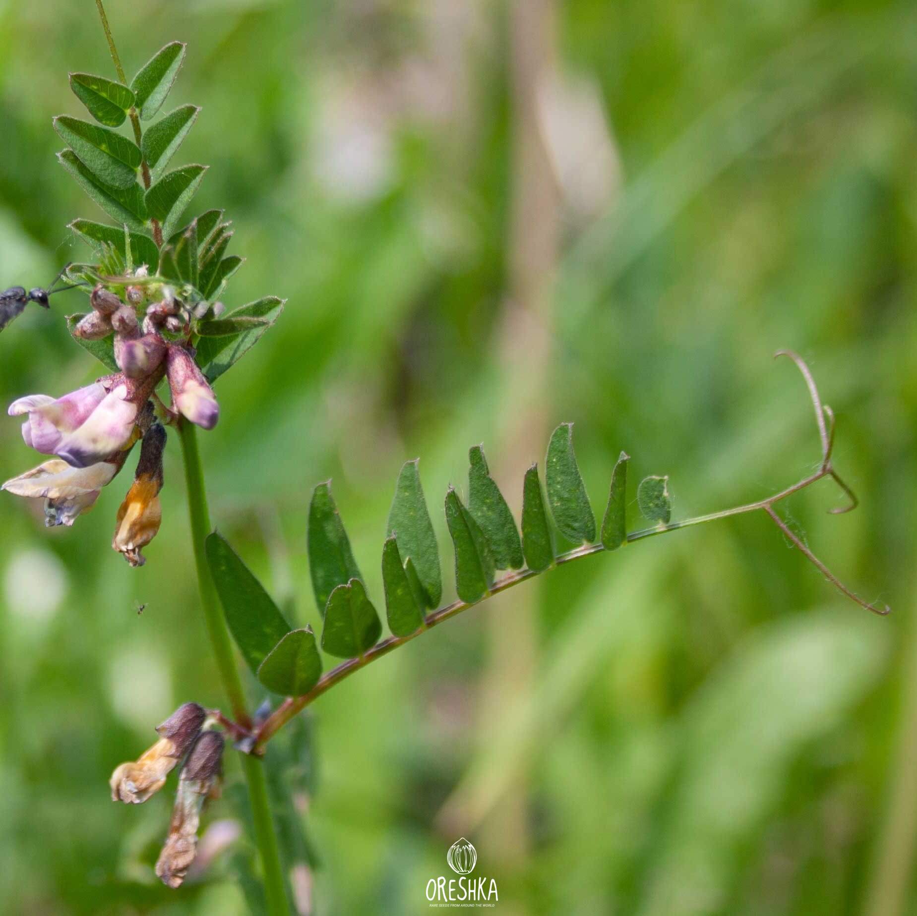 Vicia sepium – горошек заборный