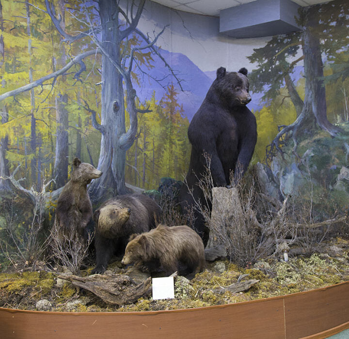 Чучела медвежат и большого медведя