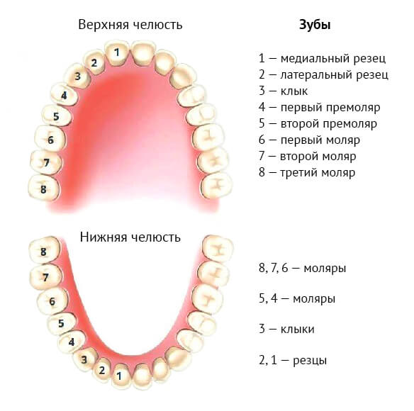 Зуб 4 букв