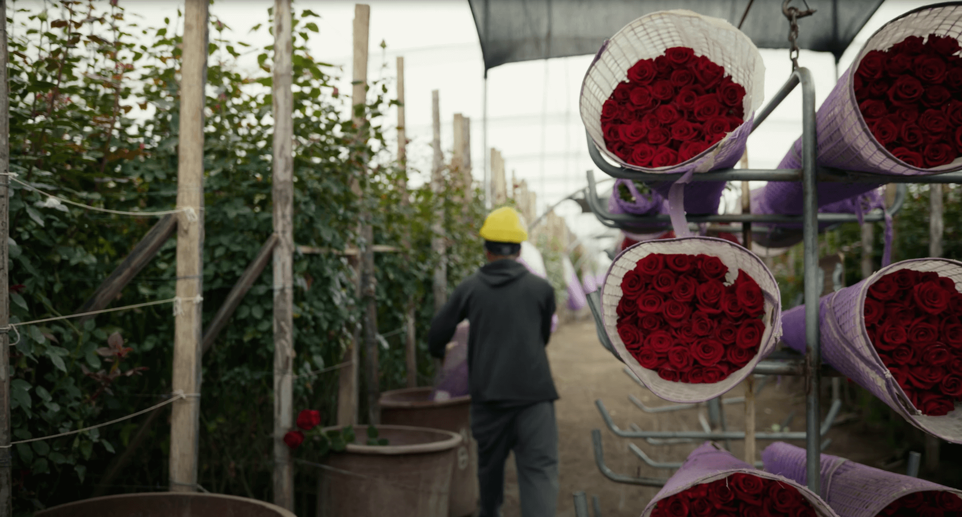 Плантация Star Roses: обзор крупного производителя эксклюзивных цветов из Эквадора