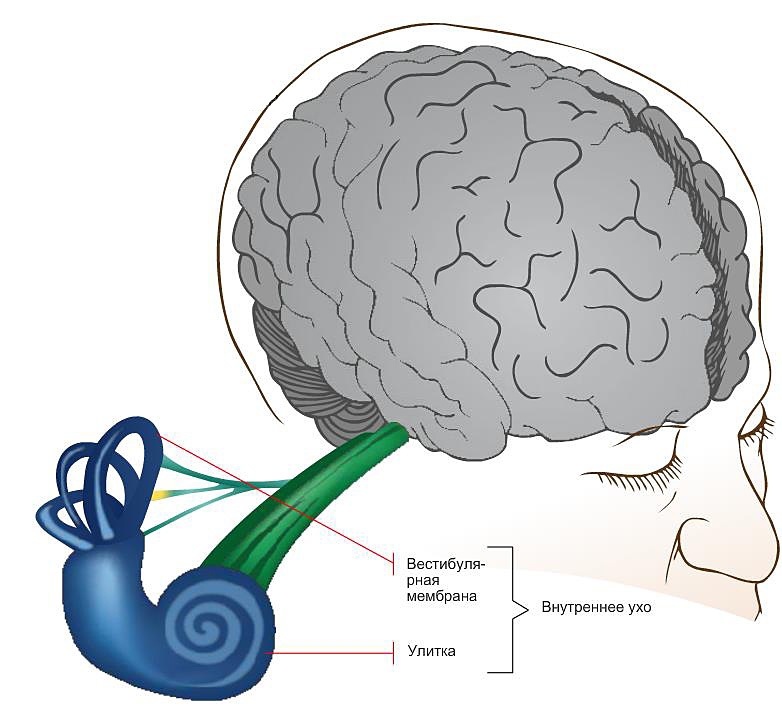 Мозг слышит звуки. Мозг с ушами. Связь уха и мозга. Ухо соединяется с мозгом. Уши и мозг связь.