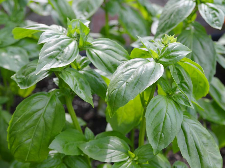 Lush green basil plants with glossy leaves, showcasing healthy indoor herb growth for culinary use.