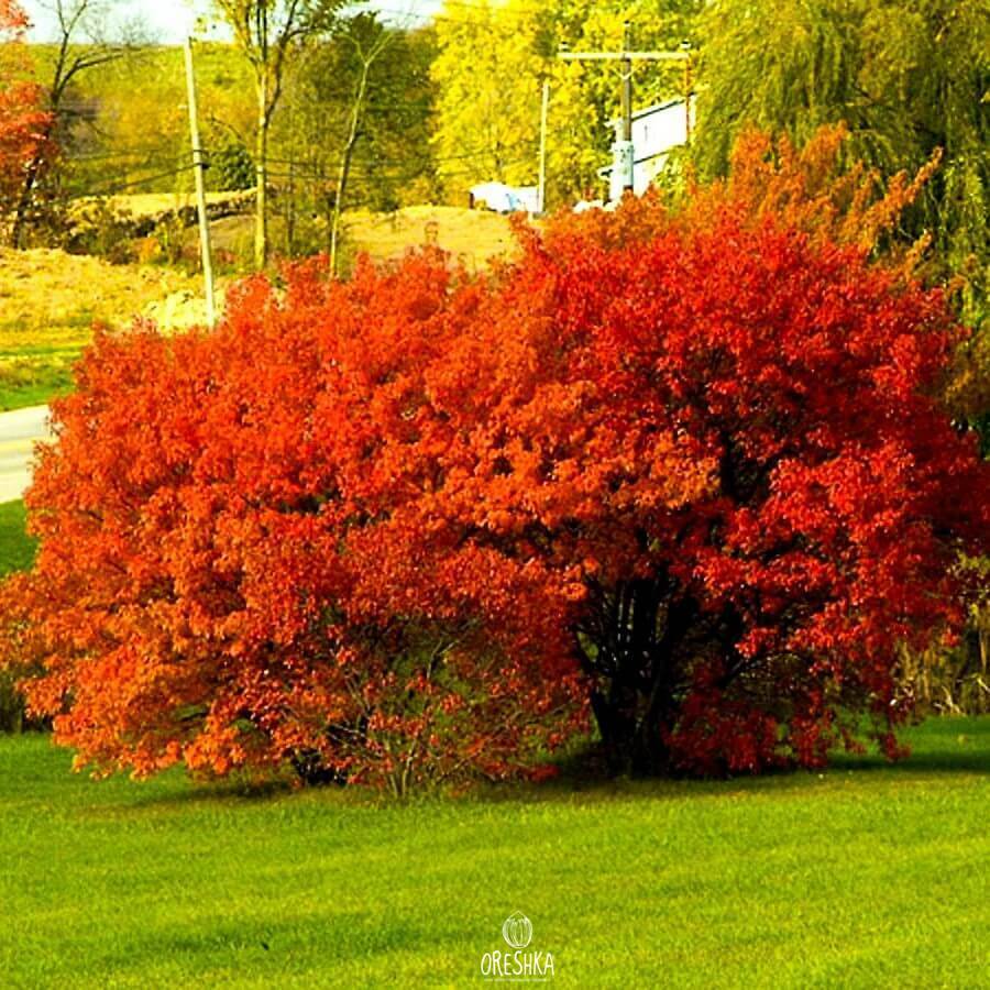 Acer ginnala Amur maple scarlet red autumn leaves October