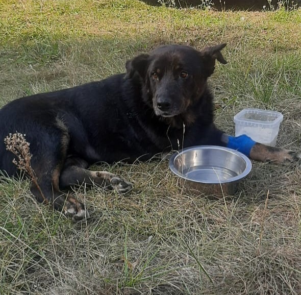 Степан-Степаныч