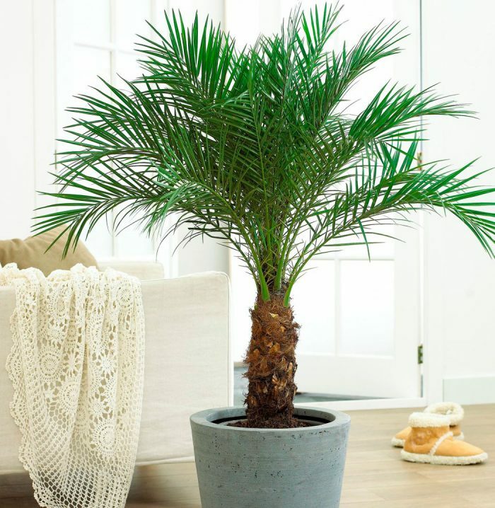 Финиковая пальма в квартире - реальность или миф?
