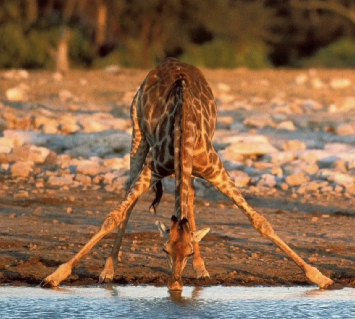 Giraffe almost does the splits while drinking from a watering hole