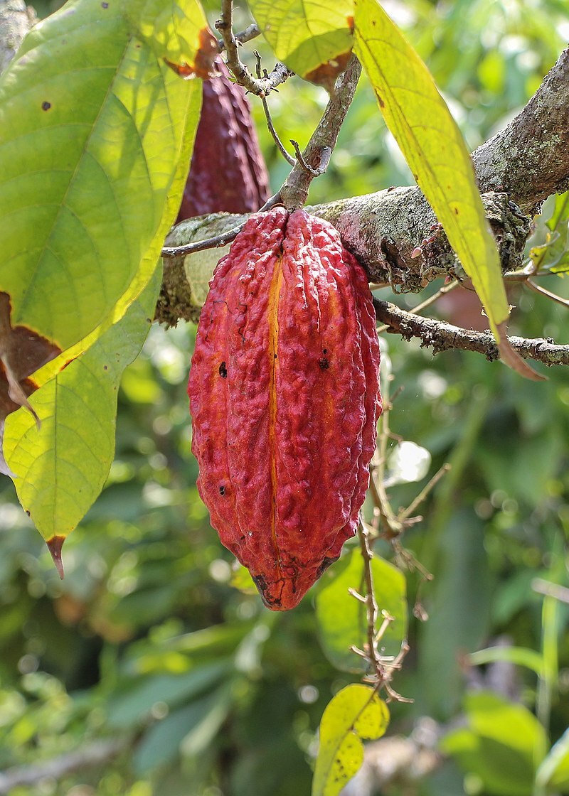 Theobroma cacao fruit, Ecuador ( Теоброма какао плод. Эквадор)