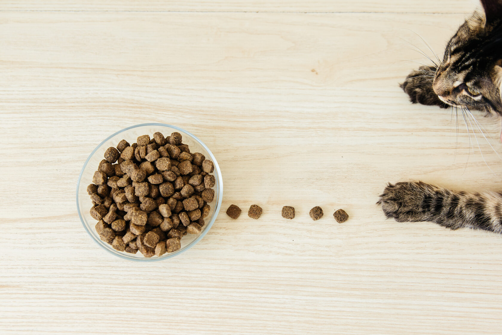 кошка перестала есть