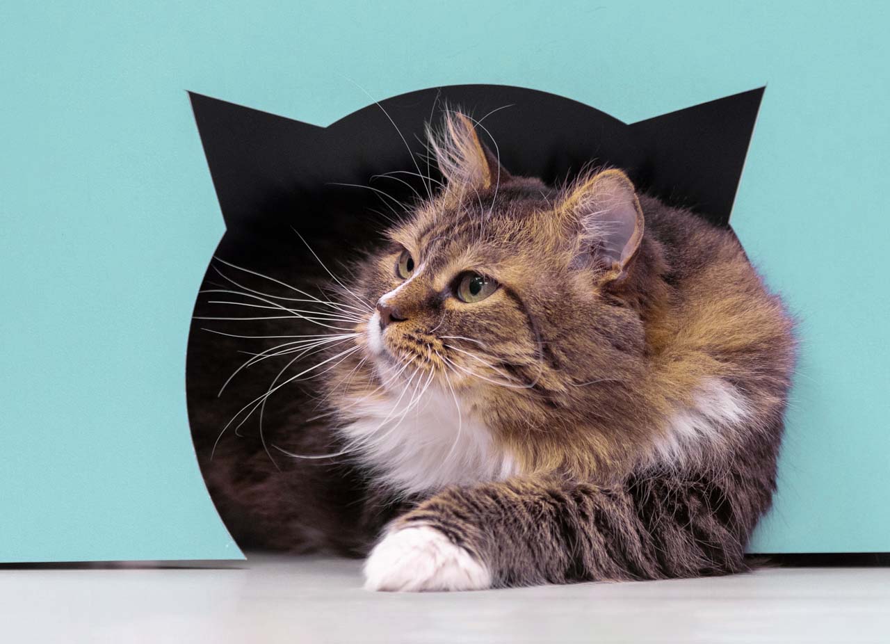 дом в стационар для кошек