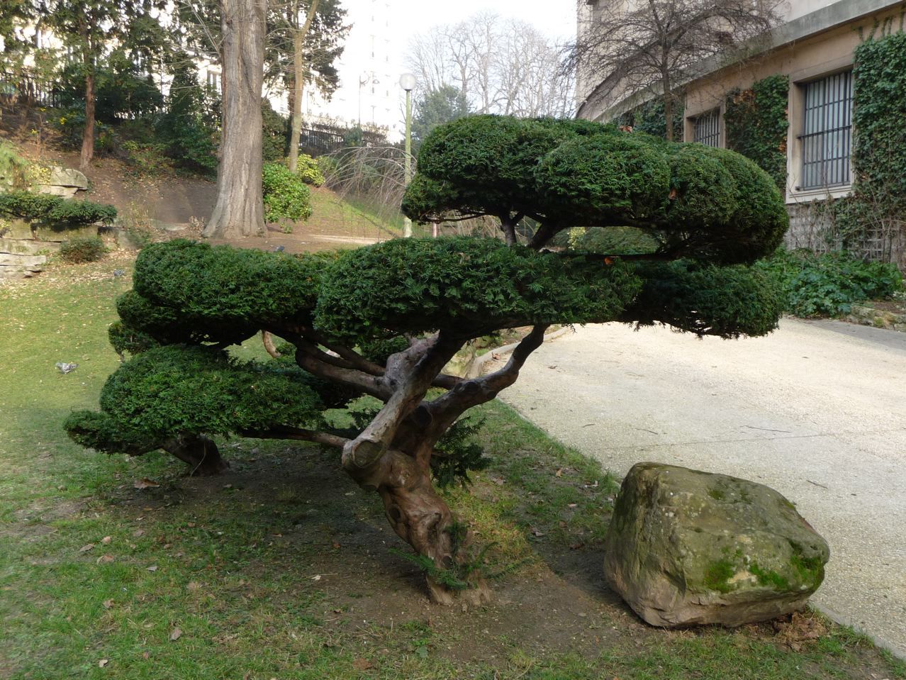 Как вырастить дерево бонсай для ландшафтного дизайна