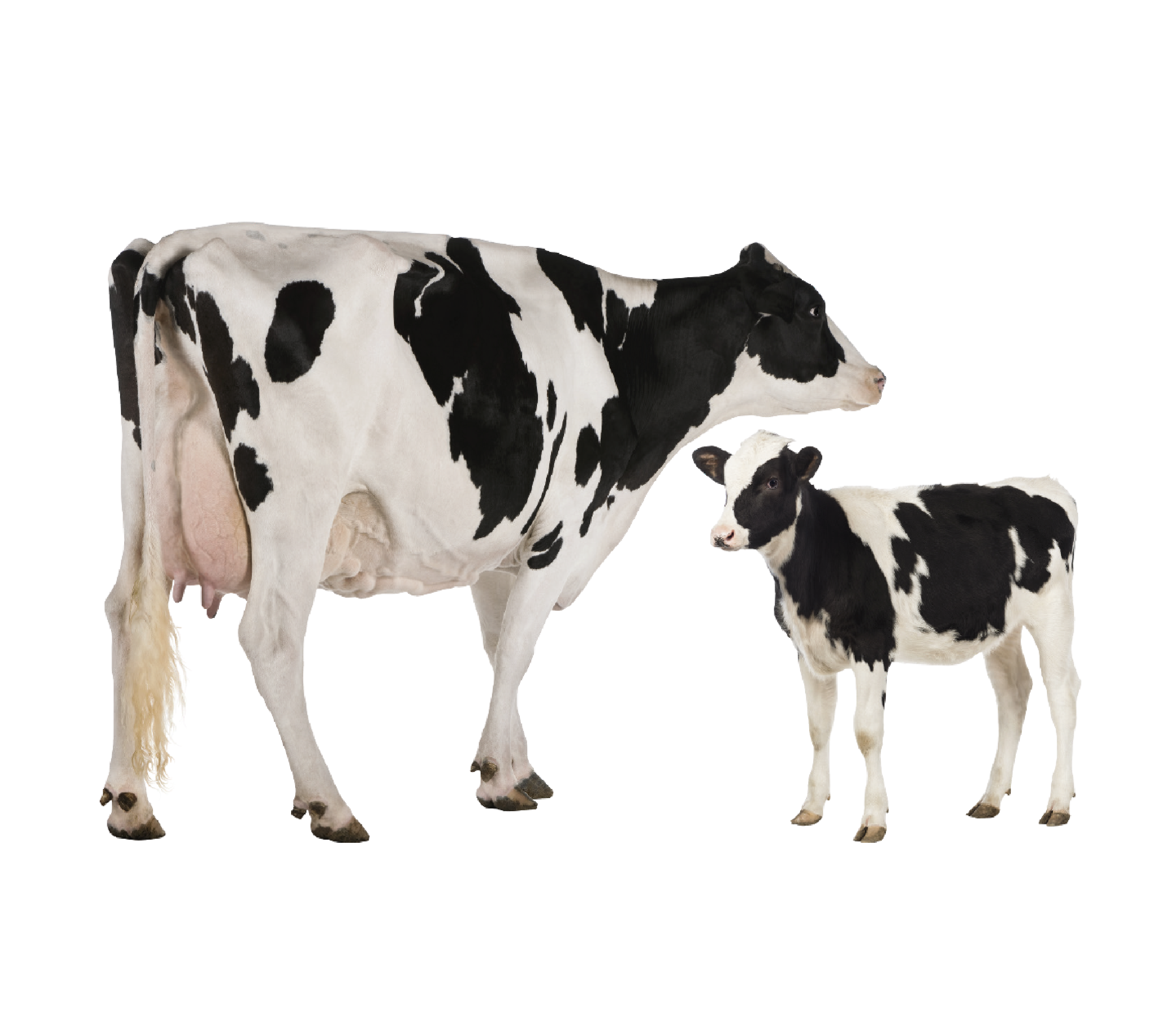 Корова голштинской породы на белом фоне