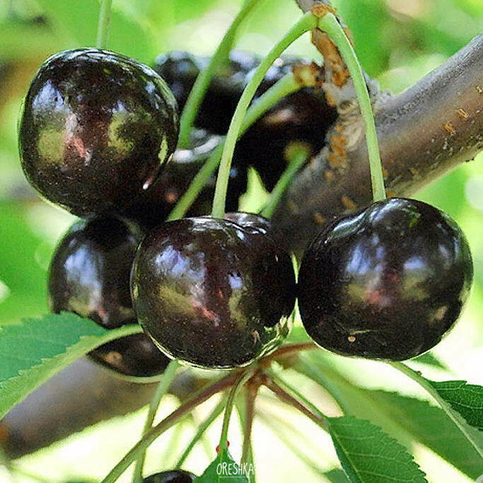 Seeds of Black large cherry (Prunus avium) — 5 pcs