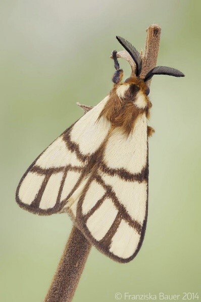 Фото Anaphe panda