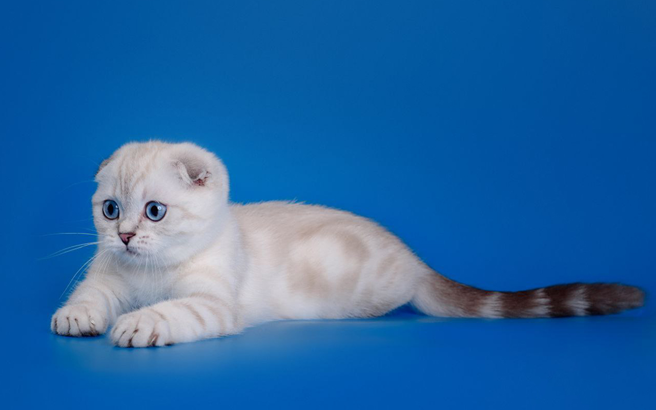 Породистая кошка, скоттиш фолд, питомник шотландских котят