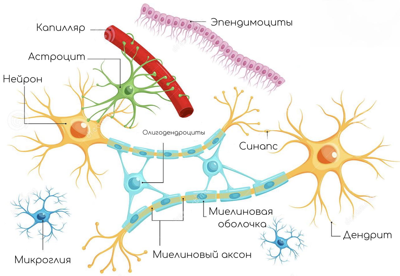 Цитоплазма нейрона