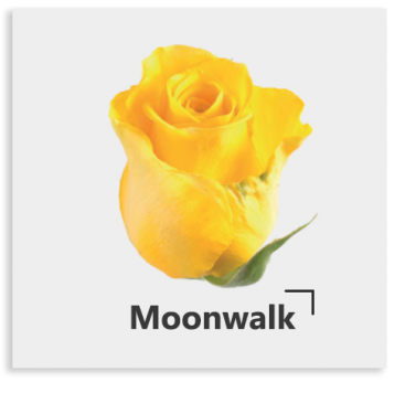 Желтая роза MoonWalk