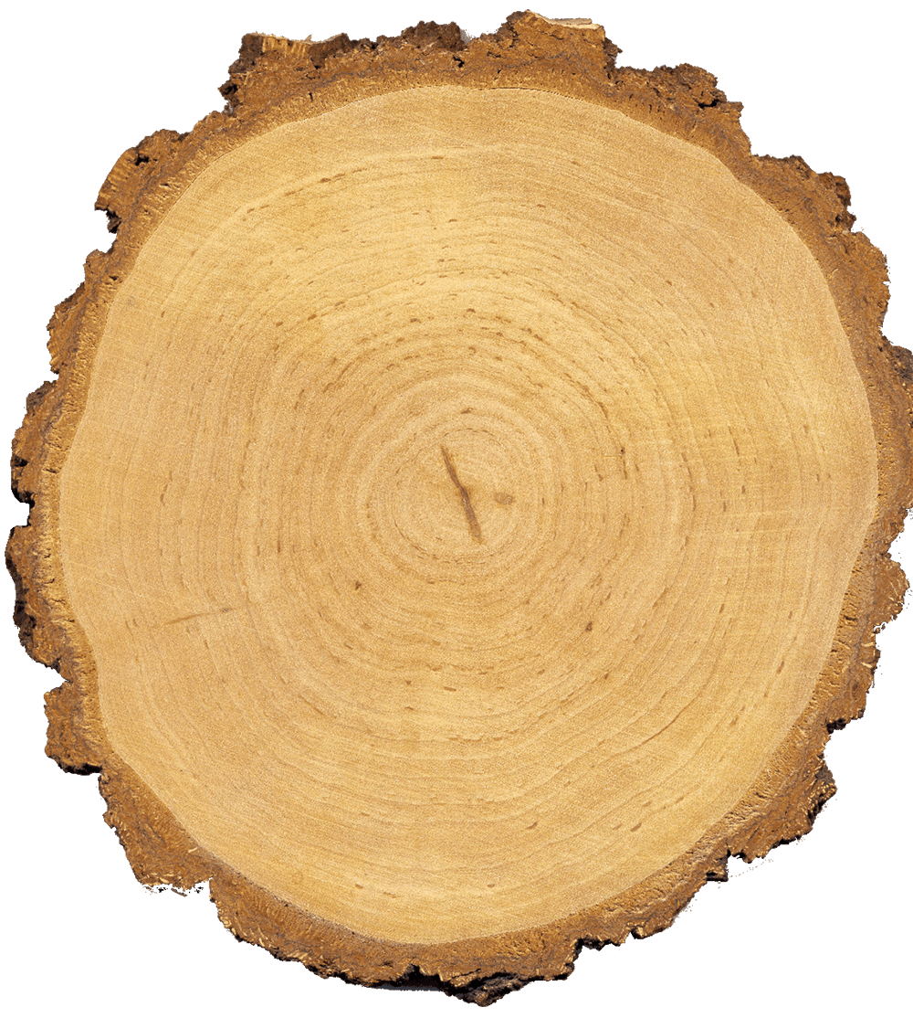 деревянная лестница из березы цвет фото