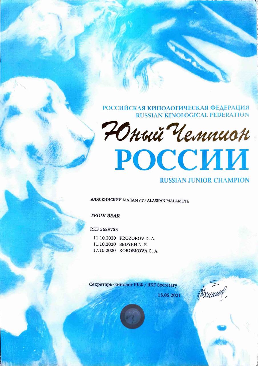 Russian Junior Champion — alaskan malamute Teddi Bear from Nord Imperial