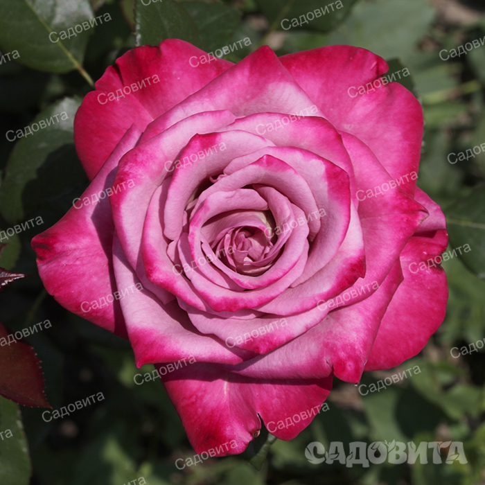 Роза моди блю фото и описание