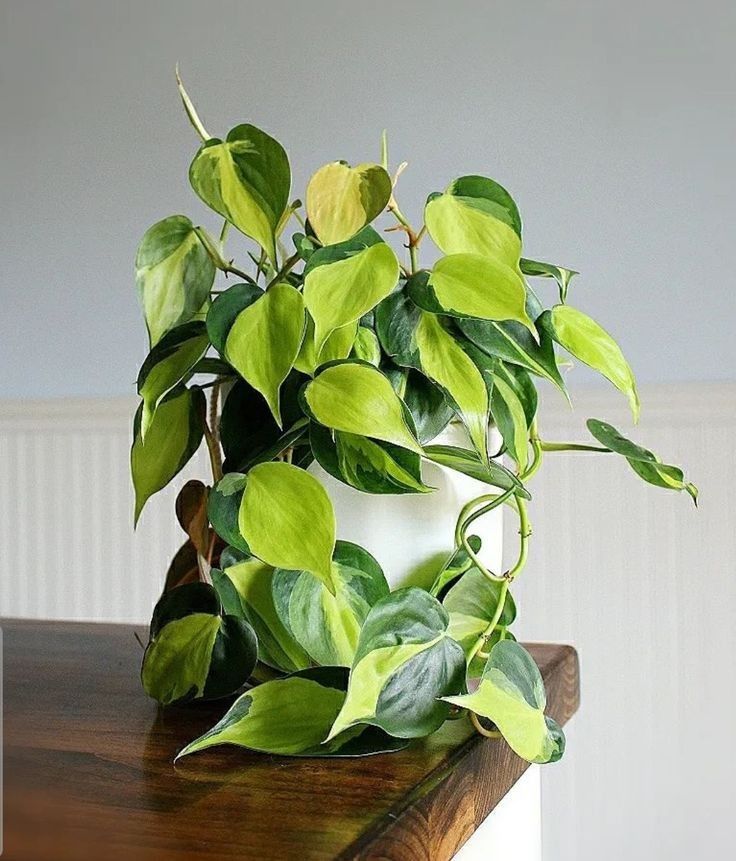 Green indoor plant in pot