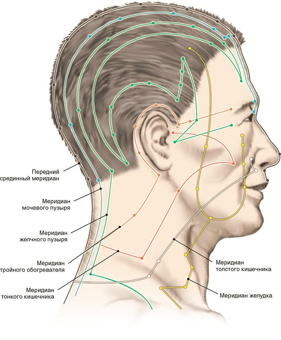 Меридианы на голове схема