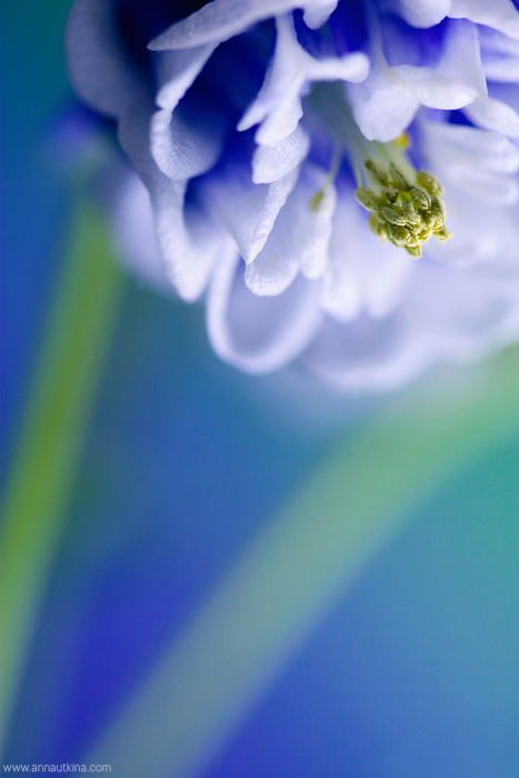 macro, macro flower, macro art, anna utkina, photography, macrophotograpy, floral art, макро, макрофотография, анна уткина