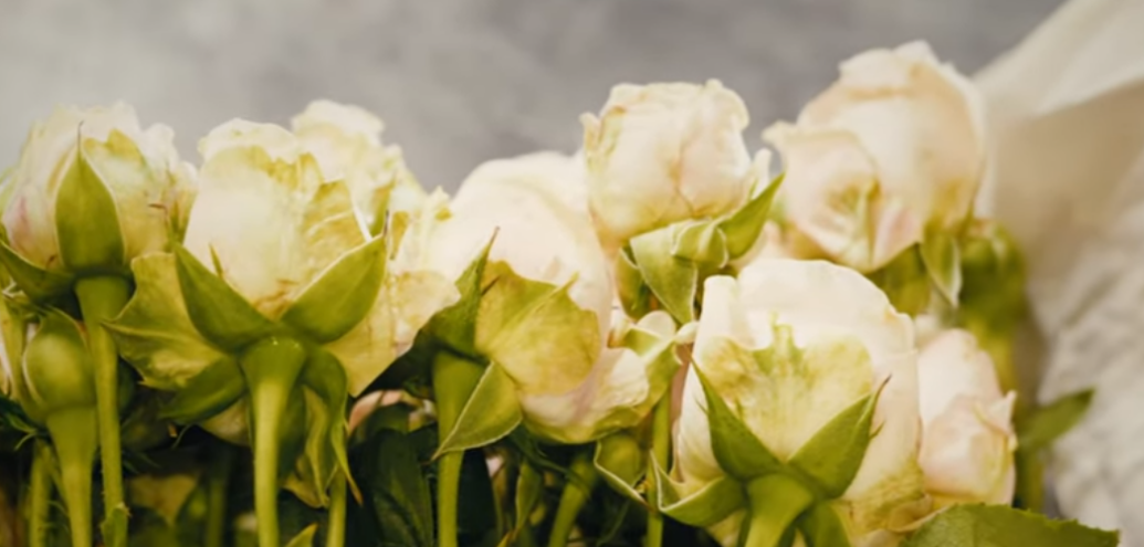 Розы от плантации Subati