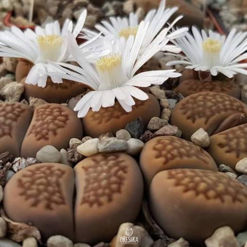Seeds of Succulent Lithops hallii C 119 (Lithops hallii C 119) — 10 pcs