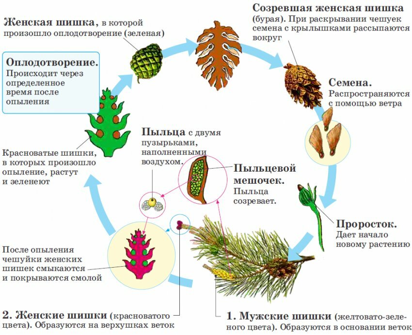 Голосеменные технологическая карта