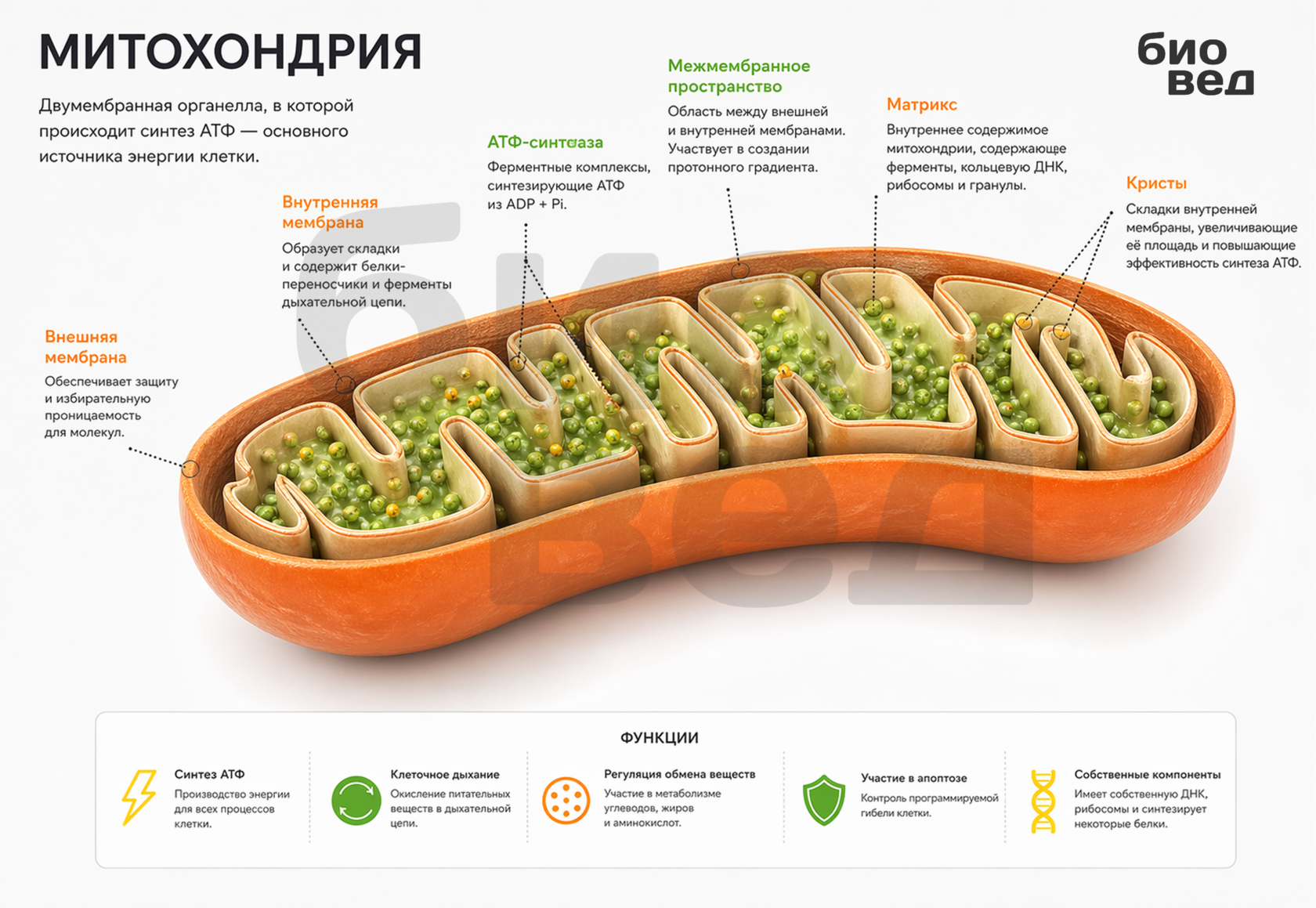 Митохондрия — строение и функции органоида клетки, синтез АТФ, кристы и матрикс. Иллюстрация для ЕГЭ по биологии.