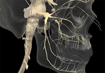 Невралгия тройничного нерва фото