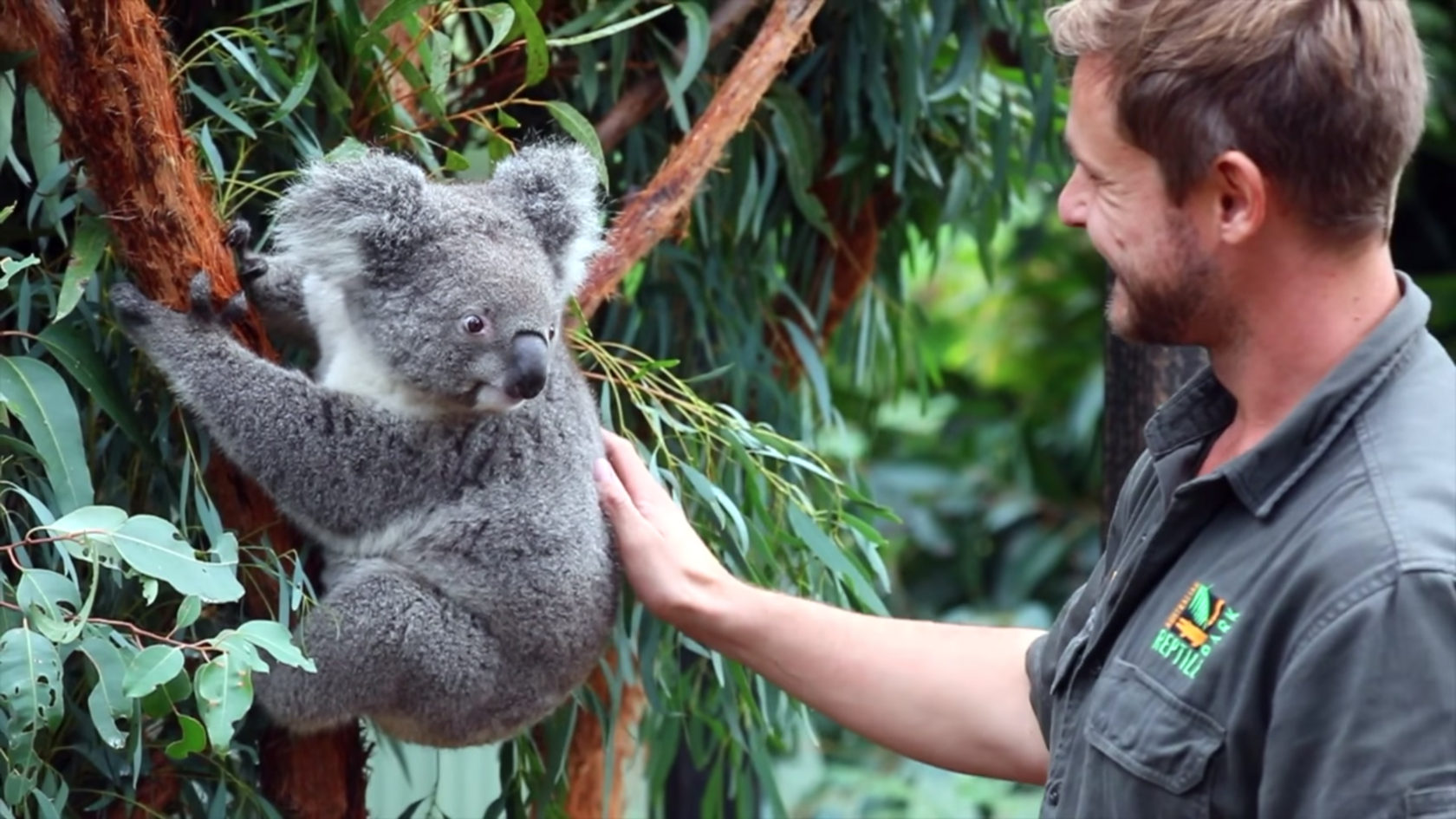 коала в австралии