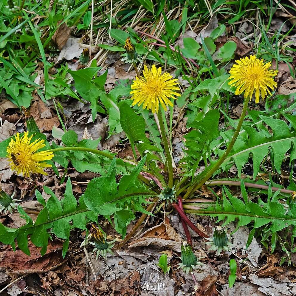 Seeds of Taraxacum officinale - 1000 pcs