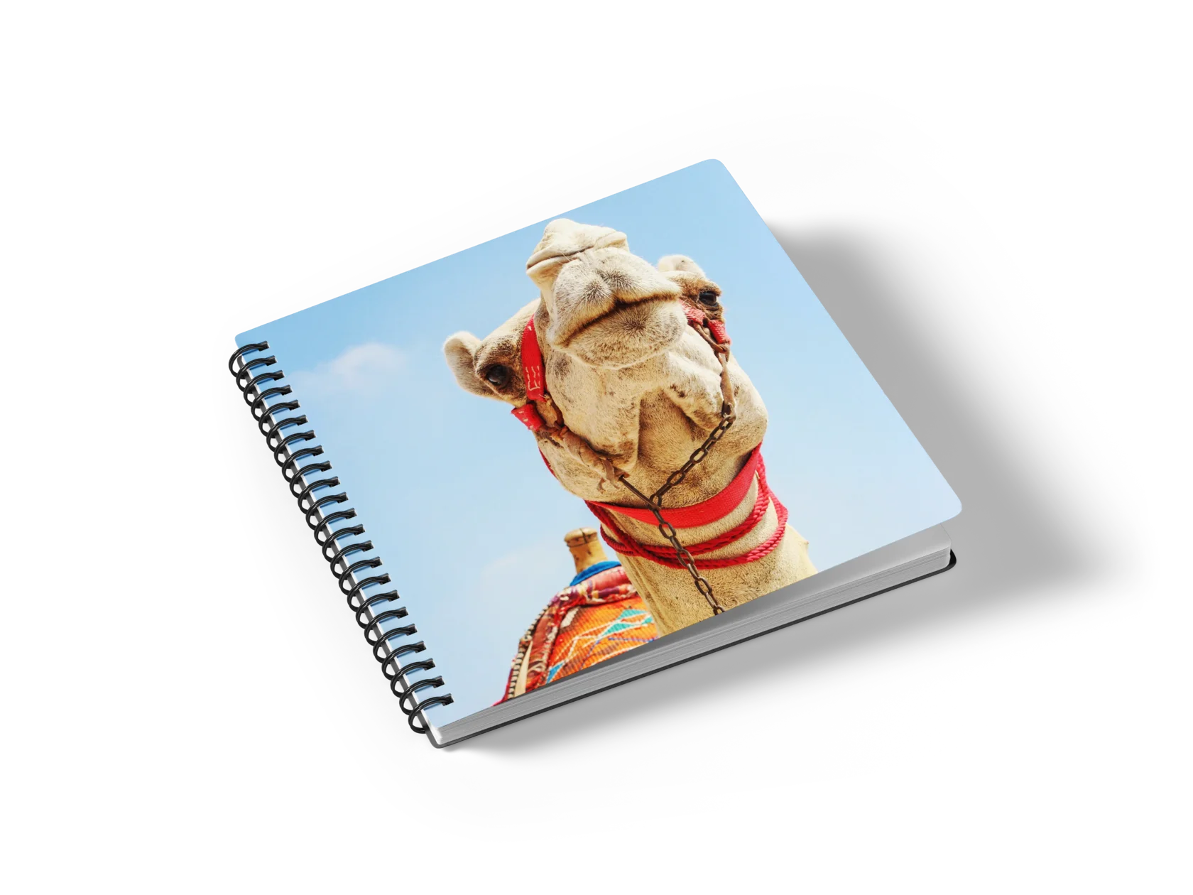 Презентация тура в ЮАР от Akuna Matata Trip