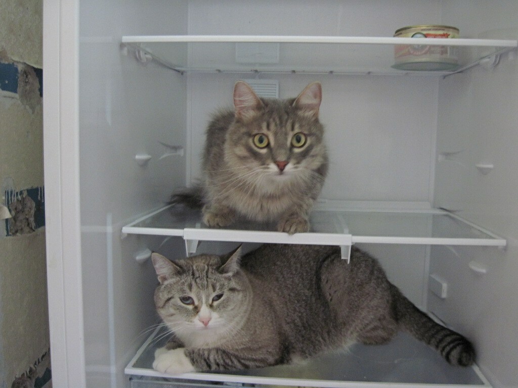 Хоть шаром покати. Хоть шаром покати картинка. Мягкий магнит кошка застряла в холодильнике. Кот застрял между холодильником и тарелкой.