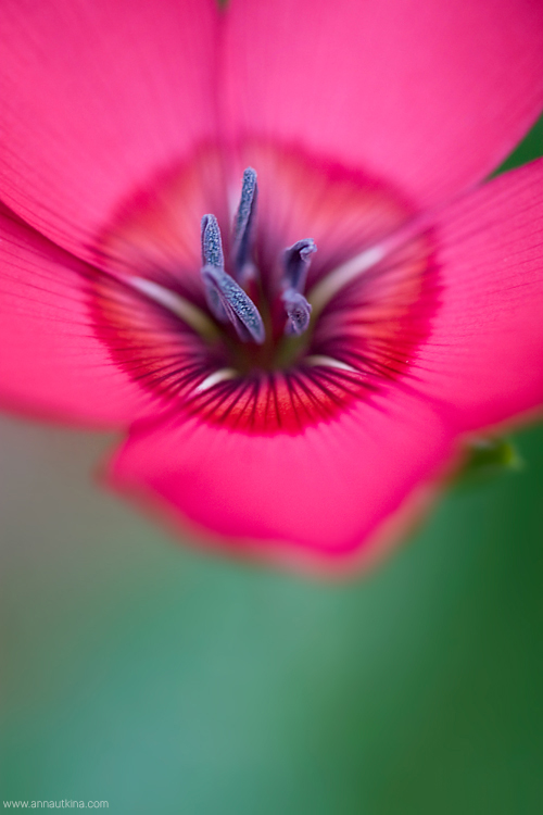 macro, macro flower, macro art, anna utkina, photography, macrophotograpy, floral art, макро, макрофотография, анна уткина